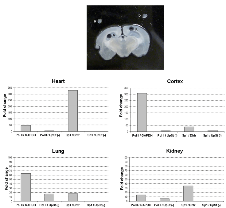 ChIP with tissue samples. ChIP with tissue samples