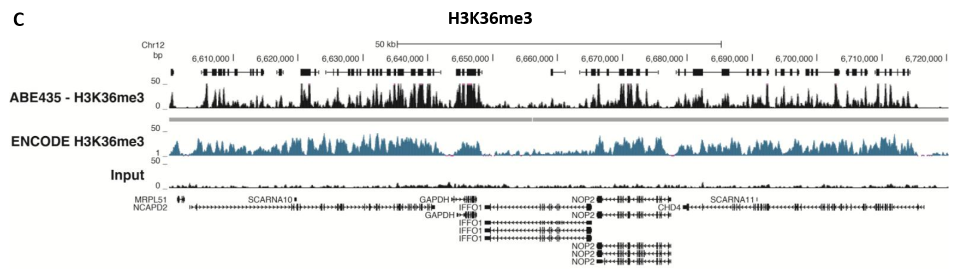 ChIP-Seq Analysis ChIP-Seq Analysis