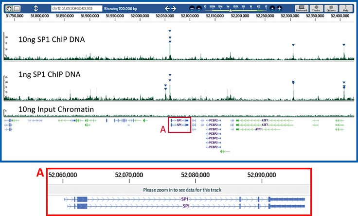 Effective ChIP and reliable next-generation sequencing library construction from limited amounts of DNA. Effective ChIP and reliable next-generation sequencing library construction from limited amounts of DNA