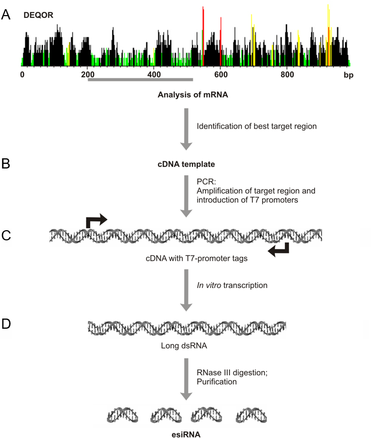 Manufacturing overview of esiRNA for single genes