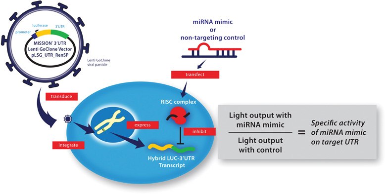 miRNA Target Validation Workflow miRNA Target Validation Workflow