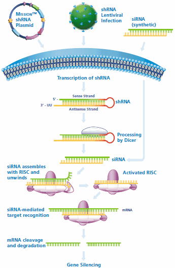 shRNA and siRNA mediated gene silencing. Cells may be directly transfected with MISSION shRNA plasmids for transient or stable gene silencing, while shRNA lentiviral particles may be used to transduce the cell line of interest. Following transcription of the shRNA in the nucleus, the hairpin enters the RNAi pathway when it is cleaved by Dicer to generate siRNA. The siRNA is recognized by RISC, which mediates cleavage of the target mRNA for gene silencing. Synthetic siRNA may be directly transfected and enters the RNAi pathway when it assembles with RISC. shRNA and siRNA mediated gene silencing.
