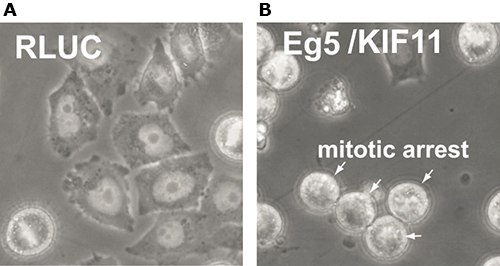 Phenotypic analysis of HeLa cells transfected with esiRNA against A) RLUC (negative control) and B) Eg5/KIF11 (positive control)