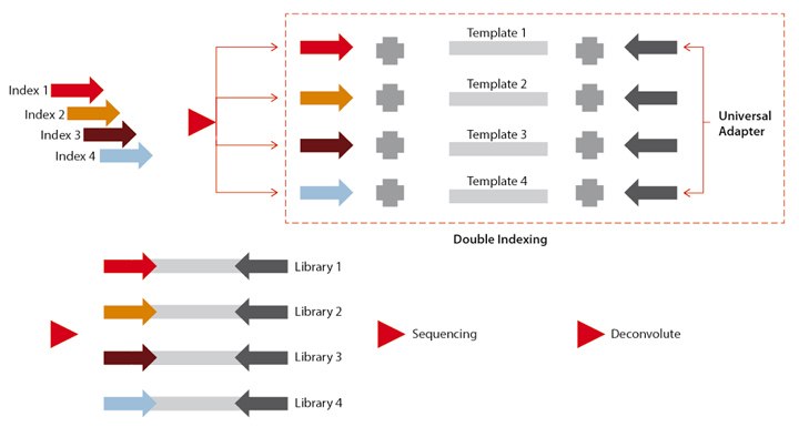 Experimental scheme using double indexing to identify potential cross contamination. experimental-scheme