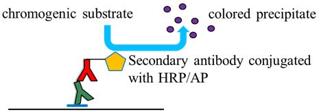Colorimetric detection of proteins on membrane