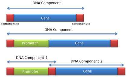 DNA Component DNA Component