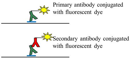Fluorescence detection of proteins on membrane