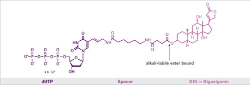 Example detecting DIG-labeled nucleic acids