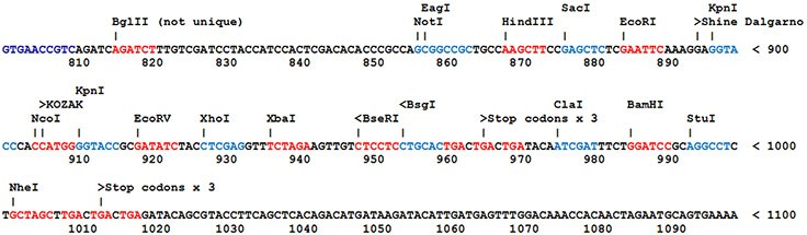 Most SnapFast plasmids Most SnapFast plasmids