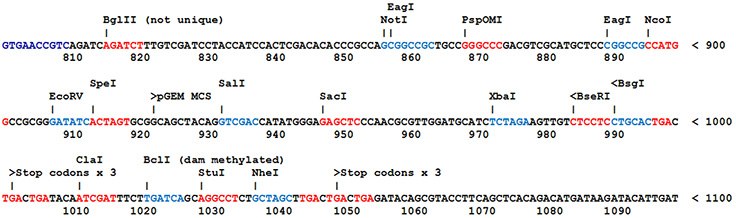 Most SnapFast plasmids Most SnapFast plasmids