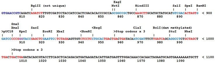 Most SnapFast plasmids Most SnapFast plasmids