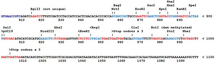 Most SnapFast plasmids Most SnapFast plasmids