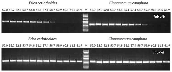 Annealing temperature optimization with purified DNA Annealing temperature gradient PCR (52 to 62° C) was performed to determine the optimal annealing temperature for two primer sets targeting the trnL intron, Tab a/b and Tab c/d (Taberlet et al.). Reactions (50 μL) contained 1X KAPA Plant PCR Buffer (providing 1.5 mM MgCl2 and 0.2 mM of each dNTP), 0.3 μM of each primer, 1 U of KAPA3G Plant DNA Polymerase and 1 μL of purified DNA extracted from Erica cerinthoides and Cinnamomum camphora using the QIAGEN<sup>®</sup> DNeasy Plant Mini Kit (10 ng per reaction). Annealing temperature optimization with purified DNA Annealing temperature gradient PCR (52 to 62° C) was performed to determine the optimal annealing temperature for two primer sets targeting the trnL intron, Tab a/b and Tab c/d (Taberlet et al.). Reactions (50 μL) contained 1X KAPA Plant PCR Buffer (providing 1.5 mM MgCl2 and 0.2 mM of each dNTP), 0.3 μM of each primer, 1 U of KAPA3G Plant DNA Polymerase and 1 μL of purified DNA extracted from Erica cerinthoides and Cinnamomum camphora using the QIAGEN® DNeasy Plant Mini Kit (10 ng per reaction).