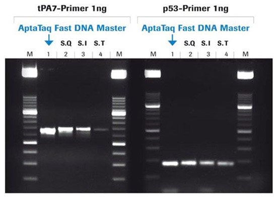 PCR Amplification with AptaTaq™ Fast PCR Master PCR Amplification with AptaTaq™ Fast PCR Master