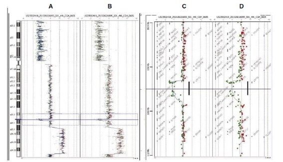 CGH Analytics ideograms illustrating data from Agilent Human Genome CGH 44B microarrays. WGA product generated from intact HT29 DNA (A) and fragmented HT29 DNA (B) revealed identical known deletion across the 8p arm (horizontal shift to left of zero line), amplification along the 8q arm in the 8q23.3-24.23 region (horizontal shift to right of zero line), and a focal deletion in 8q23.1 (horizontal shift to left of zero line, outlined by dotted blue box). Corresponding zoomed-in gene views for data from both intact DNA (C) and fragmented DNA (D) focusing on Chr8 q22.2-23.1; distinctly show a ~1.5 MB deletion (marked as thick line) involving the zinc finger protein ZFPM2 and tumor suppressor LRP12 that have been previously reported in BAC array-based analyses. A: Chromosome 8 view in HT29/Female with WGA of intact HT29 DNA (50 ng input); B: Chromosome 8 view in HT29/Female with WGA of fragmented HT29 DNA (50 ng input); C: Zoomed-in gene view of panel A (12 MB zoom window); D: Zoomed-in gene view of panel B (12 MB zoom window). CGH Analytics ideograms illustrating data from Agilent Human Genome CGH 44B microarrays