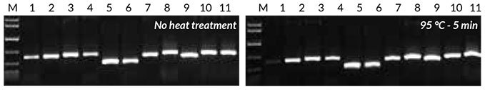Results obtained with crude sample PCR Crude sample PCR with the Tab c/d primer pair was performed on leaves and/ or seeds from eight plants, with 1 μL of crude extract prepared without heat treatment (left) or 1 μL of crude extract prepared with heat treatment (right). Reactions were set up as described in the KAPA3G Plant PCR Kit Technical Data Sheet, and 45 cycles of PCR performed with annealing at 55° C, and 20 sec extension at 72° C per cycle. Results obtained with crude sample PCR