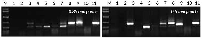 Direct PCR with the Tab c/d primer pair was performed on leaves and/or seeds from eight plants, sampled using either a 0.35 mm punch (left) or 0.5 mm punch (right). Reactions were set up as described in the KAPA3G Plant PCR Kit Technical Data Sheet, and 45 cycles of PCR performed with annealing at 55° C, and 20 sec extension at 72° C per cycle. Results obtained with direct PCR