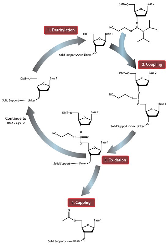 Summary of solid-phase oligonucleotide synthesis cycle. In step 1, Detritylation, the 5'-DMT protecting group is removed from the first, solid-support-linked nucleoside. In step 2, Coupling, the free 5’-OH of the first, solid-support-linked nucleoside attacks the phosphorus of the incoming second nucleoside, displacing its diisopropylamino group. In step 3, Oxidation, the unstable phosphite triester is converted to a stable phosphate triester, which allows the next cycle to proceed to step 1, Detritylation of the second nucleotide. However, prior to moving to the next cycle, in step 4, Capping, solid-support-linked nucleosides with unreacted 5’-OH are acetylated, thereby preventing elongation of sequences with deletion mutations (Capping is performed after Oxidation to drive all water out, which would otherwise inhibit the next cycle of the reaction). Summary of solid-phase oligonucleotide synthesis cycle