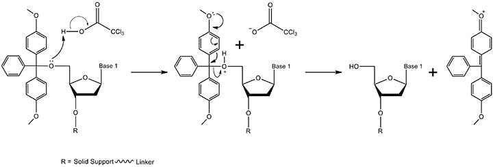 The detritylation mechanism. The 5'-DMT protecting group is removed by TCA (trichloroacetic acid) in the solvent dichloromethane (too concentrated a solution of TCA or too long of a detritylation time leads to depurination and hence, lowers the overall yield of the final oligonucleotide). The products include the 3' terminal nucleoside with a free 5'-OH and a DMT carbocation (resonance structure formed by electron delocalization not shown). The nucleoside proceeds to step 2 in the synthesis while the DMT carbocation absorbs at 495 nm and thereby produces an orange color that can be used to monitor coupling efficiency. The detritylation mechanism