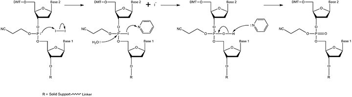 The oxidation mechanism. Oxidation of the phosphite triester is achieved with iodine in the presence of water and pyridine. The product is the phosphate triester, which is essentially a standard DNA backbone with a β-cyanoethyl protecting group on the free oxygen. The oxidation mechanism