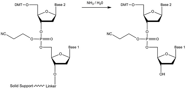 The reactant and product of cleavage. Ester hydrolysis of the linker (and, simultaneous removal of the solid support) is carried out by treatment with concentrated aqueous ammonia. The product is the oligonucleotide with a terminal, free 3'-OH. The reactant and product of cleavage