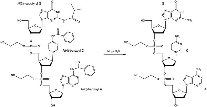 The reactant and product of base deprotection. The oligonucleotide in concentrated aqueous ammonia is heated. The protecting groups include: N(6)-benzoyl A, N(4)-benzoyl C, and N(2)-isobutyryl G. The product of the reaction is fully-deprotected A, C, and G bases. The reactant and product of base deprotection