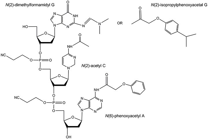Labile and ultramild protecting groups. The dimethylformamidyl protecting group is typically removed in concentrated aqueous ammonia via heating but in significantly less time than is the isbutyryl group. The ultramild protecting groups include: N(6)-phenoxyacetyl A, N(2)-acetyl C, and N(2)-isopropylphenoxyacetyl G. They are typically removed at room temperature in a concentrated aqueous ammonia / methylamine solution. Labile and ultramild protecting groups