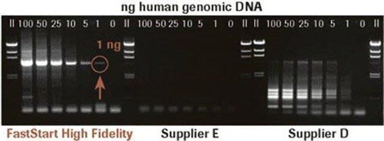 FastStart™ High Fidelity PCR System Amplification of Human Genomic DNA FastStart™ High Fidelity PCR System Amplification of Human Genomic DNA