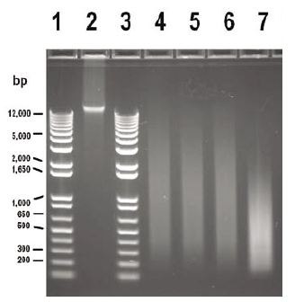 Gel Image, WGA Input Titrations. Equivalent amounts (1 μg/well) of amplified (200–5,000 bp) and unamplified (>12,000 bp) HT29 genomic DNA were compared via gel electrophoresis. Lanes 1 & 3: Molecular Weight Marker; Lane 2: HT29 DNA unamplified; Lane 4: HT29 DNA amplified from 100 ng input; Lane 5: HT29 DNA amplified from 50 ng input; Lane 6: HT29 DNA amplified from 10 ng input; Lane 7: HT29 DNA amplified from 1 ng input. Gel Image, WGA Input Titrations