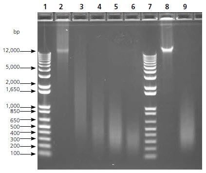 Gel Image, Sonication Time Course. DNA fragment size was determined via gel electrophoresis prior to amplification with GenomePlex WGA. Both human female genomic DNA and HT29 genomic DNA yield high molecular weight intact band (>12,000 bp), whereas the DNA sonicated intermittently for 5-120 sec yield multiple smaller DNA bands with varying sizes. The 90 sec sonication samples (~400 bp) were used in subsequent aCGH analysis. Lanes 1 & 7: Molecular Weight Marker; Lane 2: Intact Female DNA (>12,000 bp); Lane 3: Female DNA sonicated 5 sec (~1,500 bp); Lane 4: Female DNA sonicated 30 sec (~600 bp); Lane 5: Female DNA sonicated 90 sec (~400 bp); Lane 6: Female DNA sonicated 120 sec (~300 bp); Lane 8: Intact HT29 DNA (>12,000 bp), Lane 9: HT29 DNA sonicated 90 sec (~400 bp). Gel Image, Sonication Time Course.