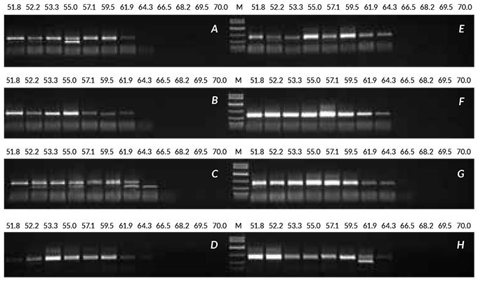 Results obtained with optimization of crude sample from linseed Crude sample PCR from linseed was optimized by performing eight sets of annealing temperature gradient PCRs (52 to 70° C), all containing 1 μL of crude extract (prepared without heat treatment). Reactions were performed with various combinations of enzyme, MgCl2 and TCEP, as shown in the Table above. Conditions F and G produced the best results. Results obtained with optimization of crude sample from linseed