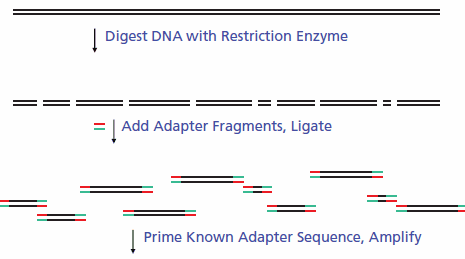 Linker Adapter PCR Mechanism Linker Adapter PCR Mechanism