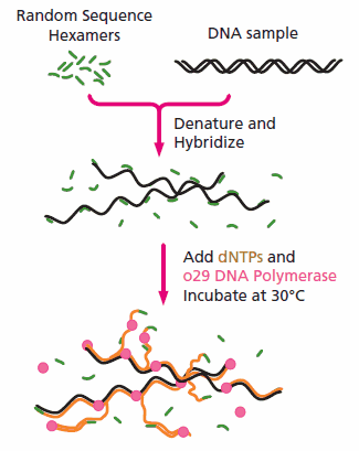 Multiple Strand Displacement (MSD) Multiple Strand Displacement (MSD)
