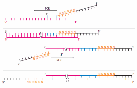 Degenerative Oligonucleotide Primer PCR Mechanism Degenerative Oligonucleotide Primer PCR Mechanism