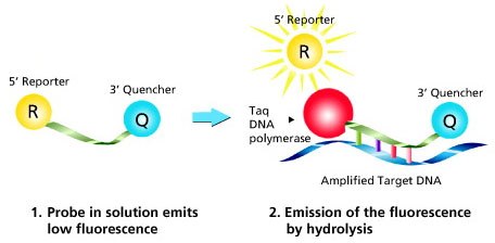 Dual-Labeled Probes Work