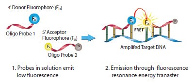 Mechanism of LightCycler FRET Probes