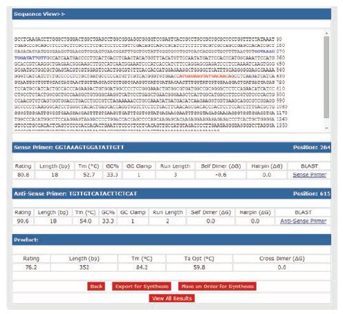 Longer Amplicon Indicated by Primers (Blue and Red) Suitable for End-point PCR