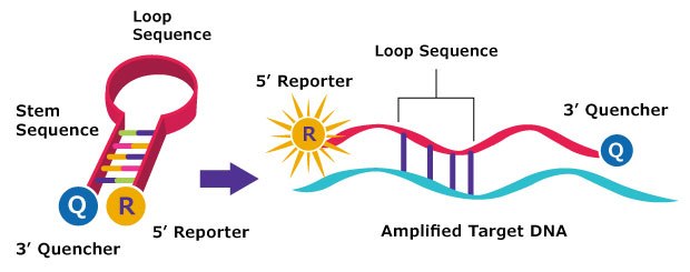 Molecular Beacons Work