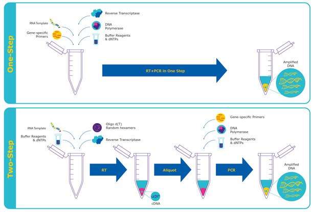  Diagram comparing one-step RT-qPCR workflow vs two-step RT-qPCR workflow.