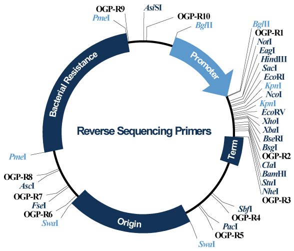 Reverse Sequencing Primers Reverse Sequencing Primers