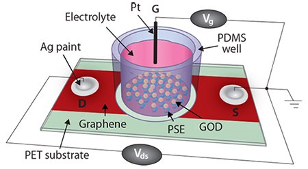 CVD graphene-based FET biosensor