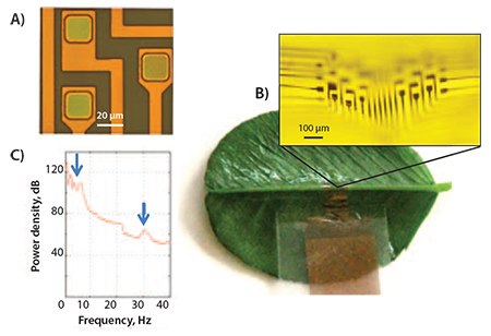 Micrograph of the array showing a detailed view of three electrodes. B) An electrode array is shown to conform to the midrib of a small leaf. C) Power spectrum of representative recording with a PEDOT:PSS electrode. The blue arrows indicate the 1–10 Hz and the 30 Hz bands. Applications in Brain Recordings