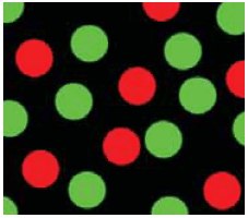 Fluorescence microscopy image of FITC-labeled MF particles and Rhodamine B-labeled MF particles
