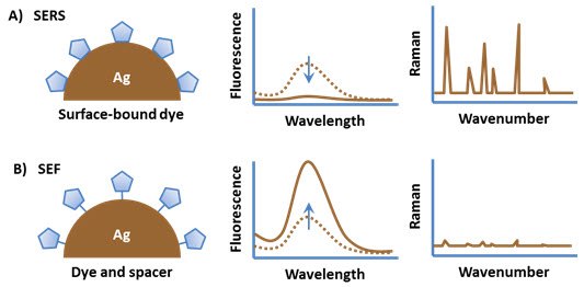 An organic fluorophore attached directly to a metal substrate typically has quenched fluorescence