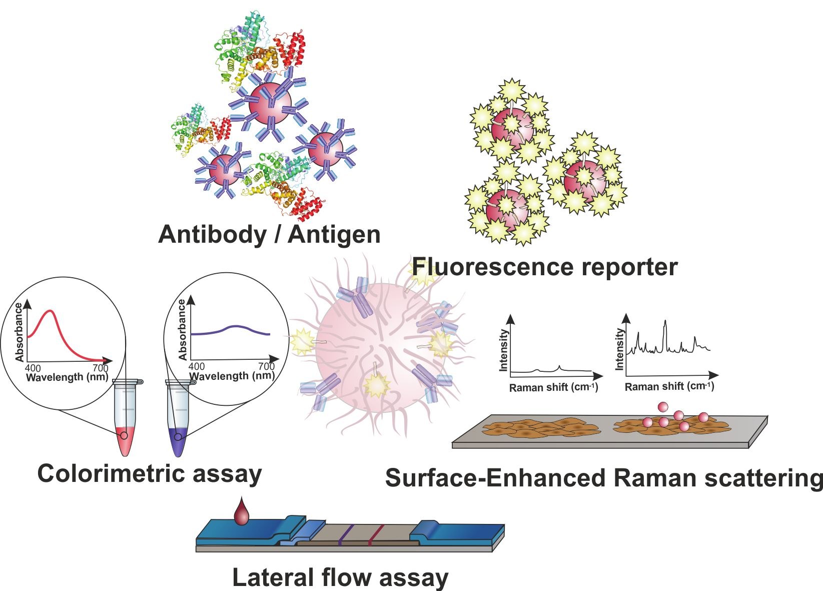 Gold nanoparticles (AuNPs) for molecular diagnostics
