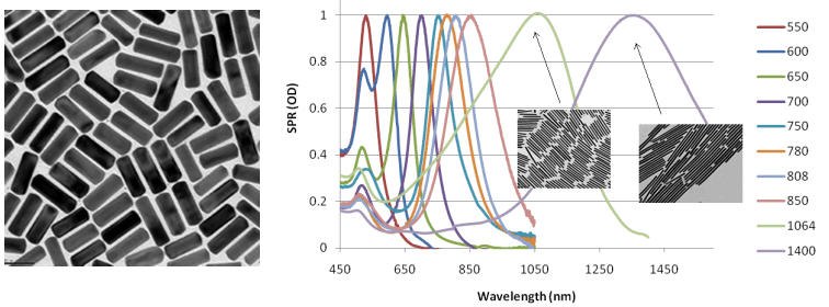 Left: TEM image of typical gold nanorods (10 nm x 40 nm) (Product No. 716820). Right: Gold nanorod peak absorption and scattering (extinction) can be tuned across the visible and near IR spectra shown on a plot of Surface Plasmon Resonance (SPR) to Wavelength. TEM image of typical gold nanorods