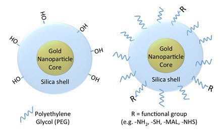 Silica-coated gold nanoparticle surface chemistry, showing a bare silica surface (left) with hydroxyl functional groups and a polyethylene glycol (PEG) coated nanoparticle that can be functionalized with different end groups including amines, thiols, maleimides, and N-hydroxysuccinimides, etc. Silica-coated gold nanoparticle surface chemistry