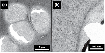 TEM (200 kV) images of ferritin molecules treated with Al2O3(a) and TiO2(b) by ALD. The images show ferritin molecules embedded in amorphous freestanding Al2O3 and TiO2 films. The darker gray areas originate from the holes in the carbon film on the TEM grid. The black spots in image (b) show the iron oxide core of ferritin. The films have cracks, and on image (b) the free-standing film is rolled up from the side, which was caused by the electron beam from the TEM. Image reprinted with permission from Nano Lett. 2006, 6, 1172–1177. Copyright 2006 American Chemical Society. TEM (200 kV) images of ferritin molecules treated