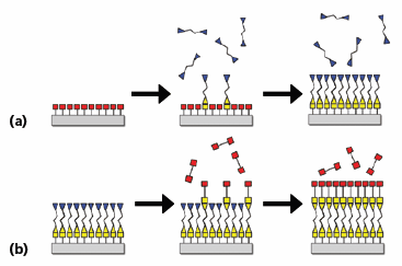 Schematic of the ALD method based on sequential, self-limiting surface reactions Schematic of the ALD method based on sequential, self-limiting surface reactions