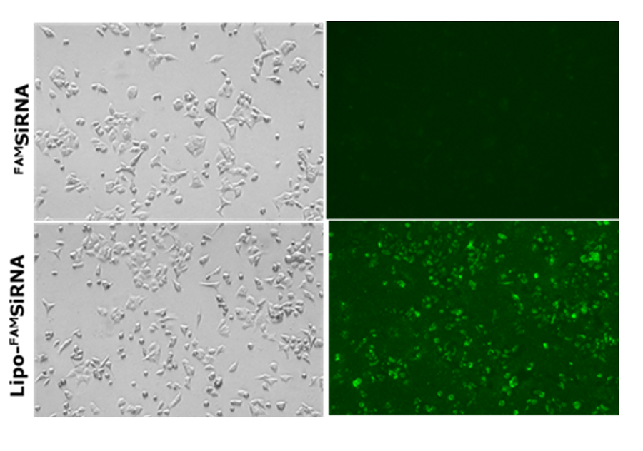 Transfection of siRNA delivered in NanoFabTx DOTAP liposomes FAMsiRNA (fluorescent) – loaded cationic liposomes prepared using the NanoFabTx DOTAP Lipid mix resulted in 90% transfection.